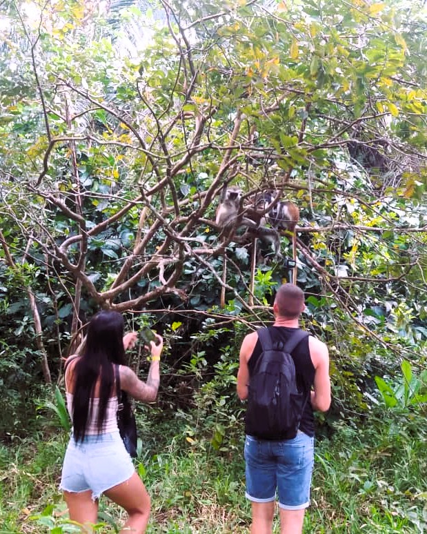 Jozani Forest, Mtende Beach, and The Rock Restaurant Tour