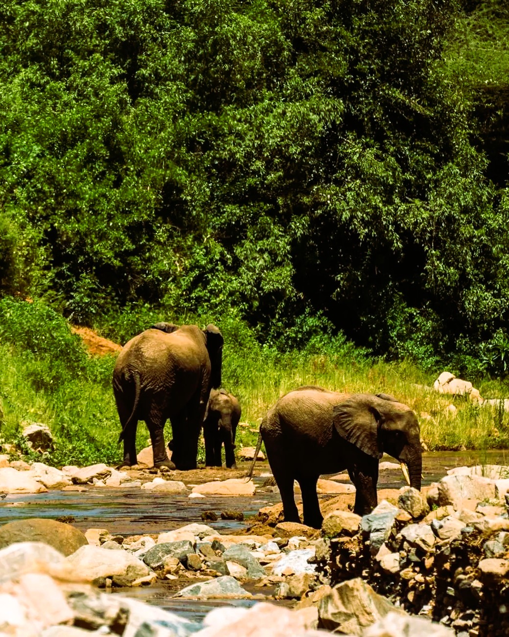 Tarangire and Lake Manyara Safari - 2 Days 1 Night wildlife adventure