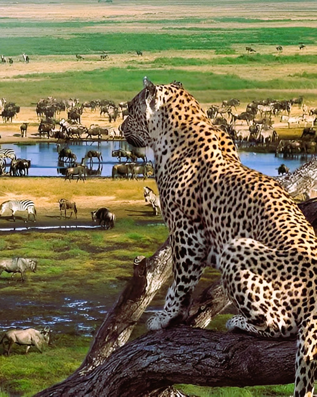 2 Days 1 Night Safari and Ngorongoro Crater from Zanzibar