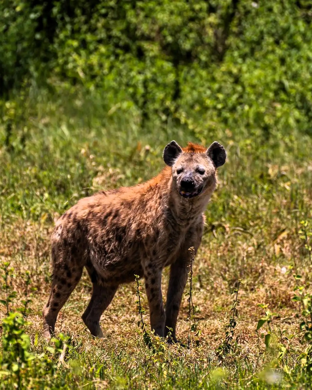 3 Days 2 Nights Safari Serengeti from Zanzibar
