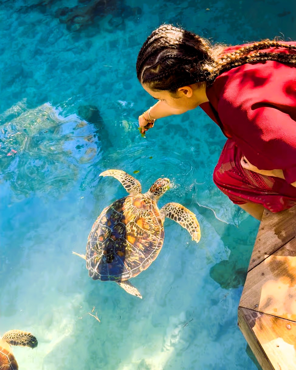 Swimming with Turtles tour