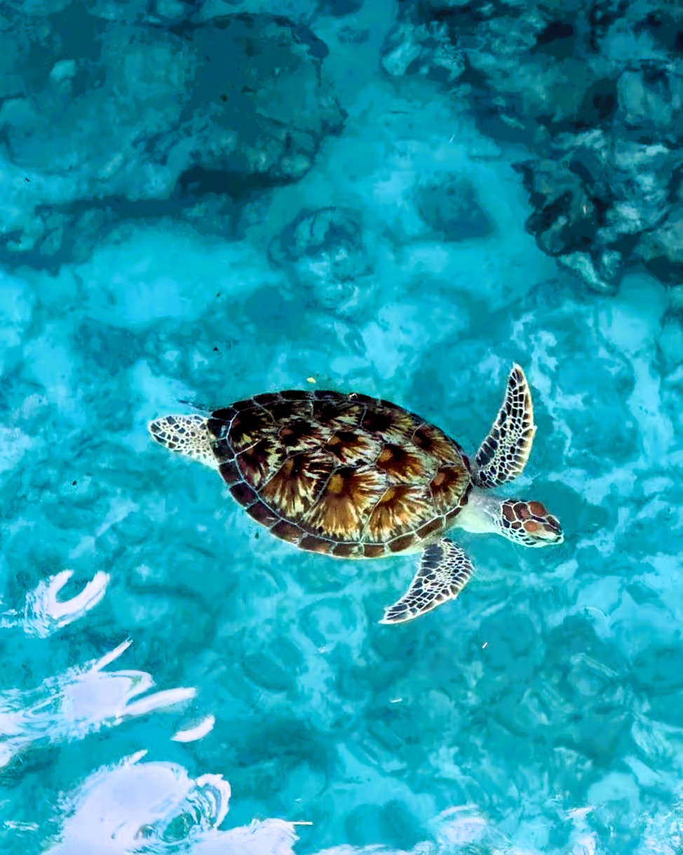 Swimming with Turtles